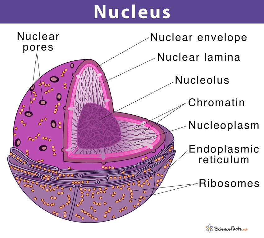 <p>Contains genetic blueprint aka DNA</p><p><span>• Uninucleate (one nucleus) – most cells<br>• Multinucleate (many nuclei) – skeletal muscle cell<br>• Anucleate (no nucleus) – red blood cell</span></p>