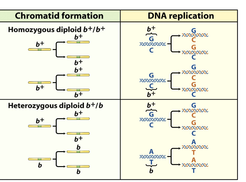 <ul><li><p>Sister chromatids have the exact SAME ALLELES </p></li><li><p>Non-sister chromatids can be SAME (HOMOZYGOUS) or DIFFERENT (HETEROZYGOUS) </p></li></ul><p></p>
