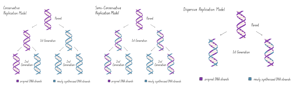 <ol><li><p>conservative (parent strands stay together and daughter strands stay together</p></li><li><p>semi-conservative (one parent strand, one daughter strand)</p></li><li><p>dispersive (done in pieces and put back together)</p></li></ol><p></p>