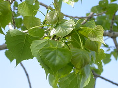<p>very large, deltoid leaves</p>