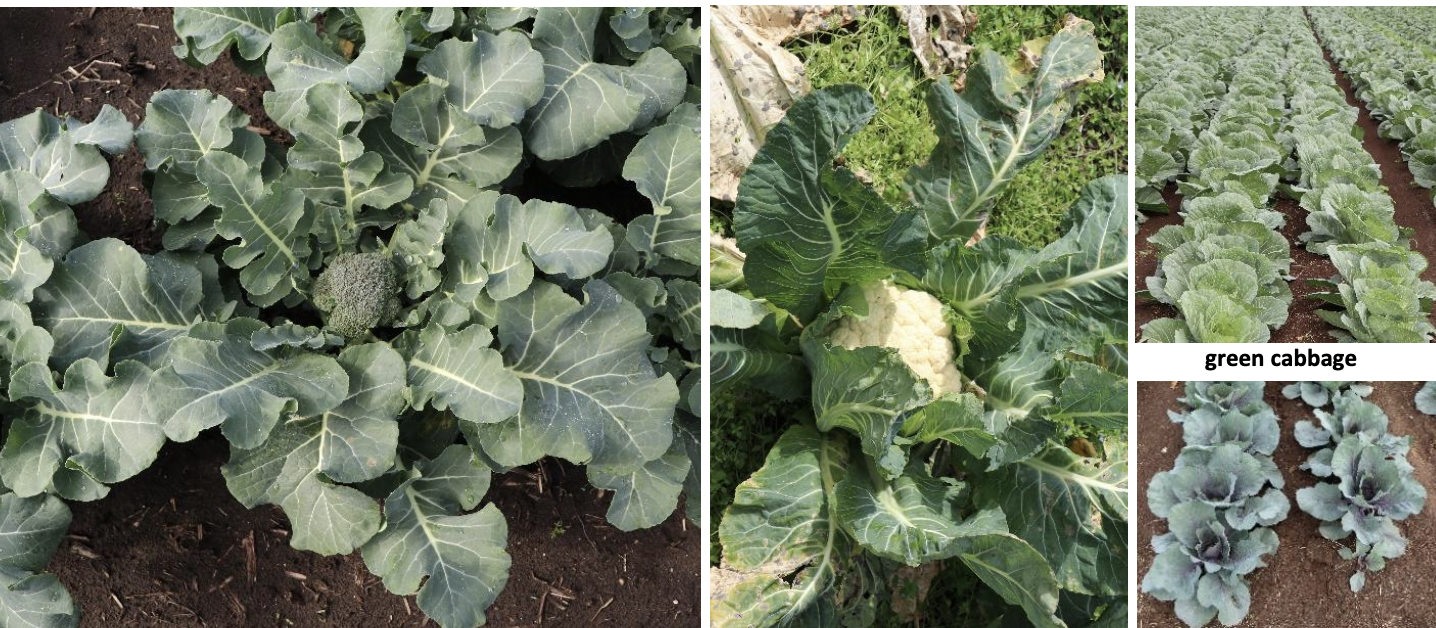 <p><strong>Plant family:</strong> Brassicaceae<br><strong>Life cycle:</strong> Biennial (grown as an annual)<br><strong>Key persistence / spread:</strong> Seed only<br><strong>Farming systems:</strong> Vegetable cropping</p><p><strong> How to identify</strong></p><p>These crops grow as compact plants with thick stems and large, waxy blue‑green leaves. Leaves are broad, heavy, and often have prominent pale veins. A white powdery bloom may be present on the leaf surface.</p><p>Growth is initially rosette‑based, with leaves layered tightly around the central growing point. The edible portion differs depending on type, forming either a dense leafy head or a compact flower mass.</p><p>When crushed, foliage produces a strong brassica smell. If bolting occurs, tall flowering stems with yellow flowers develop rapidly.</p>