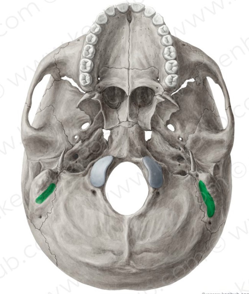 <p>mediaal</p>