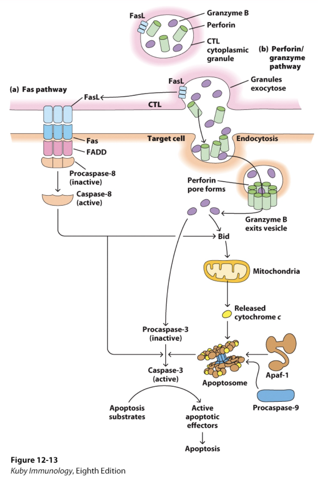 <p><strong>Fas-FasL-mediated cytolysis</strong></p><ul><li><p>﻿﻿Fas (expressed on _ cells) is activated by binding to FasL (on _), which initiates a death signal that leads to apoptosis.</p></li><li><p>Evidence for the importance of both _ and Fas-mediated pathways produced from knock-out animal models.</p></li></ul><p></p>