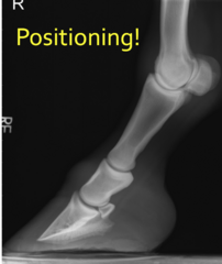 <p>what do you evaluate in a lateral</p>