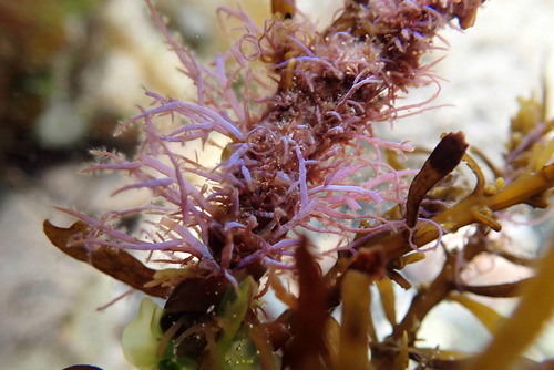 <p><strong>Common Name</strong>: <span style="background-color: transparent; font-family: "Helvetica Neue", sans-serif;">Red algae, red seaweed</span></p><p><strong>Parts Used</strong>: <span style="background-color: transparent; font-family: "Helvetica Neue", sans-serif;">Whole thallus</span></p><p><strong>Use/s</strong>: Anthelmintic</p><p><strong>Major Metabolites</strong>: <span style="background-color: transparent; font-family: "Helvetica Neue", sans-serif;">Domoic acid, triterpene polyethers</span></p>