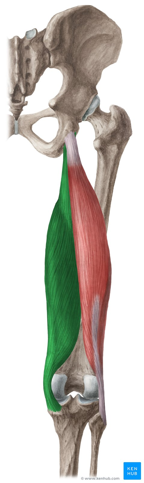 <p>What muscle?</p>