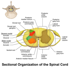 <p>Medulla spinalis - HE</p><p></p><p><strong>1. Gray Matter (Internal "H/Butterfly")</strong></p><ul><li><p><strong>Anterior Horn:</strong> Large, rounded; contains <strong>multipolar motor neurons</strong> &amp; <strong>Nissl bodies</strong>.</p></li><li><p><strong>Posterior Horn:</strong> Slender; contains interneurons for sensory processing.</p></li><li><p><strong>Lateral Horn:</strong> (T1-L2 only); contains autonomic (sympathetic) neurons.</p></li><li><p><strong>Central Canal:</strong> Center of gray commissure; lined with <strong>ciliated ependymal cells</strong>.</p></li></ul><p><strong>2. White Matter (External Columns)</strong></p><ul><li><p><strong>Organization:</strong> Divided into <strong>Anterior, Lateral, and Posterior Funiculi</strong>.</p></li><li><p><strong>Composition:</strong> Bundles of myelinated axons (tracts) + neuroglia (<strong>oligodendrocytes/astrocytes</strong>).</p></li><li><p><strong>Appearance:</strong> Myelin appears as "clear halos" around central axonal dots.</p></li></ul><p><strong>3. Landmarks</strong></p><ul><li><p><strong>Anterior:</strong> Deep/wide <strong>Anterior Median Fissure</strong>.</p></li><li><p><strong>Posterior:</strong> Narrow <strong>Posterior Median Septum</strong>.</p></li><li><p><strong>Covering:</strong> <strong>Pia mater</strong> (innermost meninx) adheres to the surface.</p></li></ul><p>Stain: </p><p>Shows large motor neuron cell bodies and blue nuclei of glia clearly.</p><p></p>