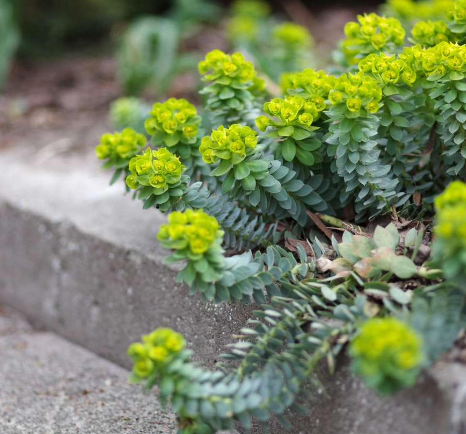 <p>What plant is in the genus Euphorbia, and is an ornamental plant with irritant effects on the oral mucosa, eyes, and skin? It causes excess salivation with inflammation of the mouth and lips. Treatment is with topical relief.</p>
