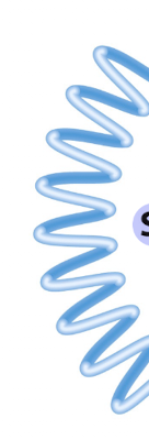 <p>what kind of supercoiling is this? </p>