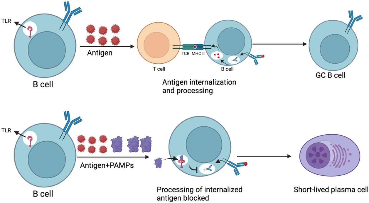 <p>Signal 1: Specific interaction between an antigen and the B-Cell Receptor (BCR</p><p>Signal 2: Cytokines provided by activated T-helper cells</p>