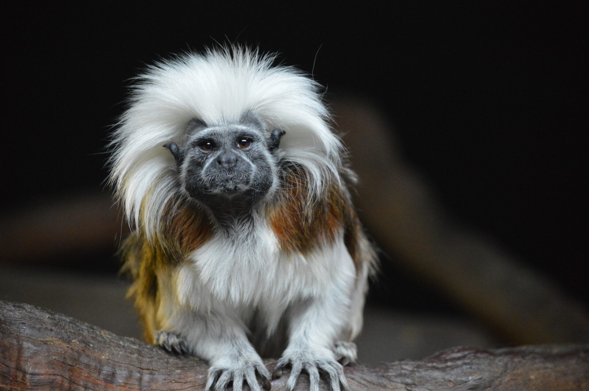 <p>Cotton-Top Tamarin</p>