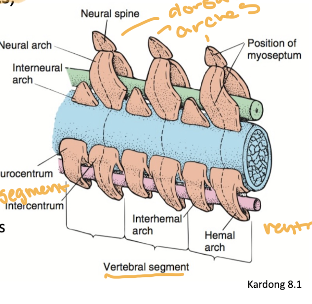 <p>comprise the vertebral column, arches and centra</p>