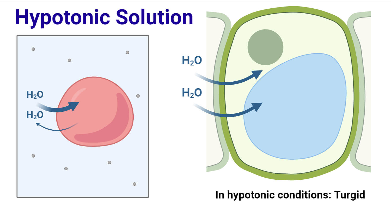<p><span style="background-color: transparent;">A cell in a hypotonic solution has a higher concentration of solutes than the surrounding solution, causing water to flow into the cell.</span></p>