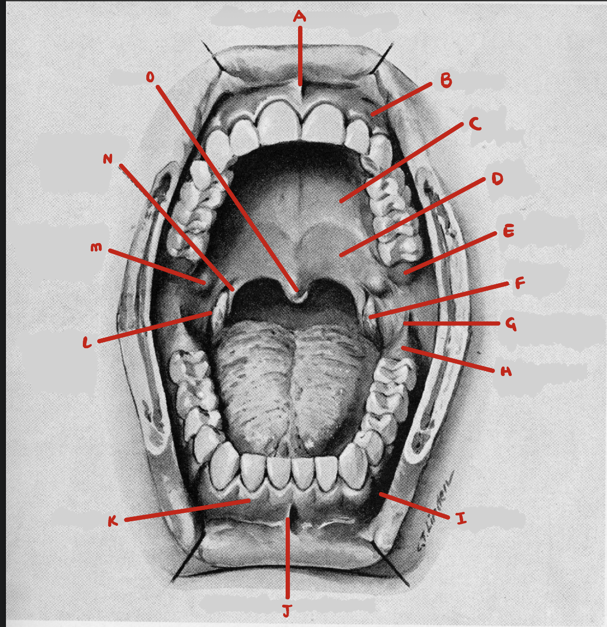<p>What structure is G?</p><img src="blob:null/0e1db9ca-a3c2-4494-b7a6-3777984422a3"><p></p>