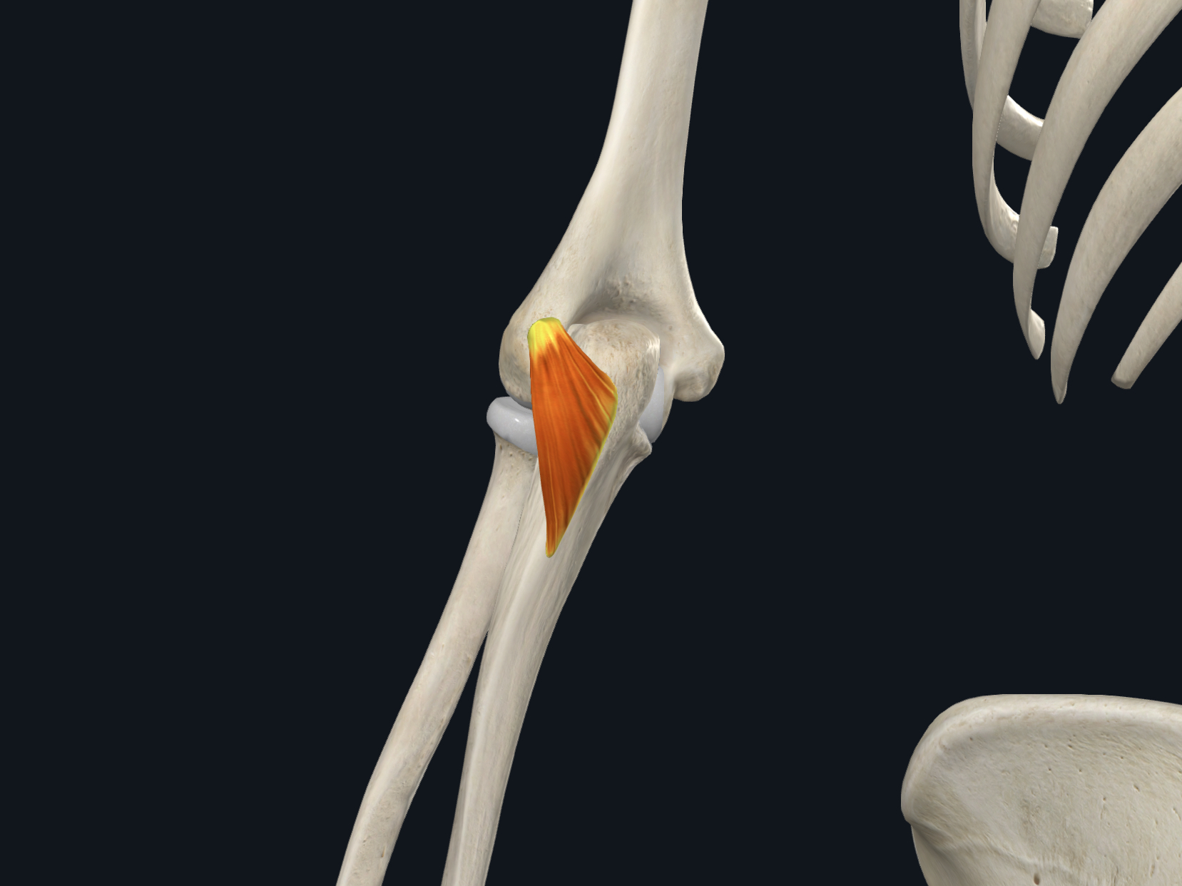 <p>&nbsp; · Origin: <strong><u>Lateral epicondyle</u></strong> of humerus</p><p class="p1">&nbsp; · Insertion: Lateral surface of the olecranon process of ulna</p><p class="p1">&nbsp; · Nerve Supply: Radial</p><p class="p1">&nbsp; · Action: Extends elbow joint</p>