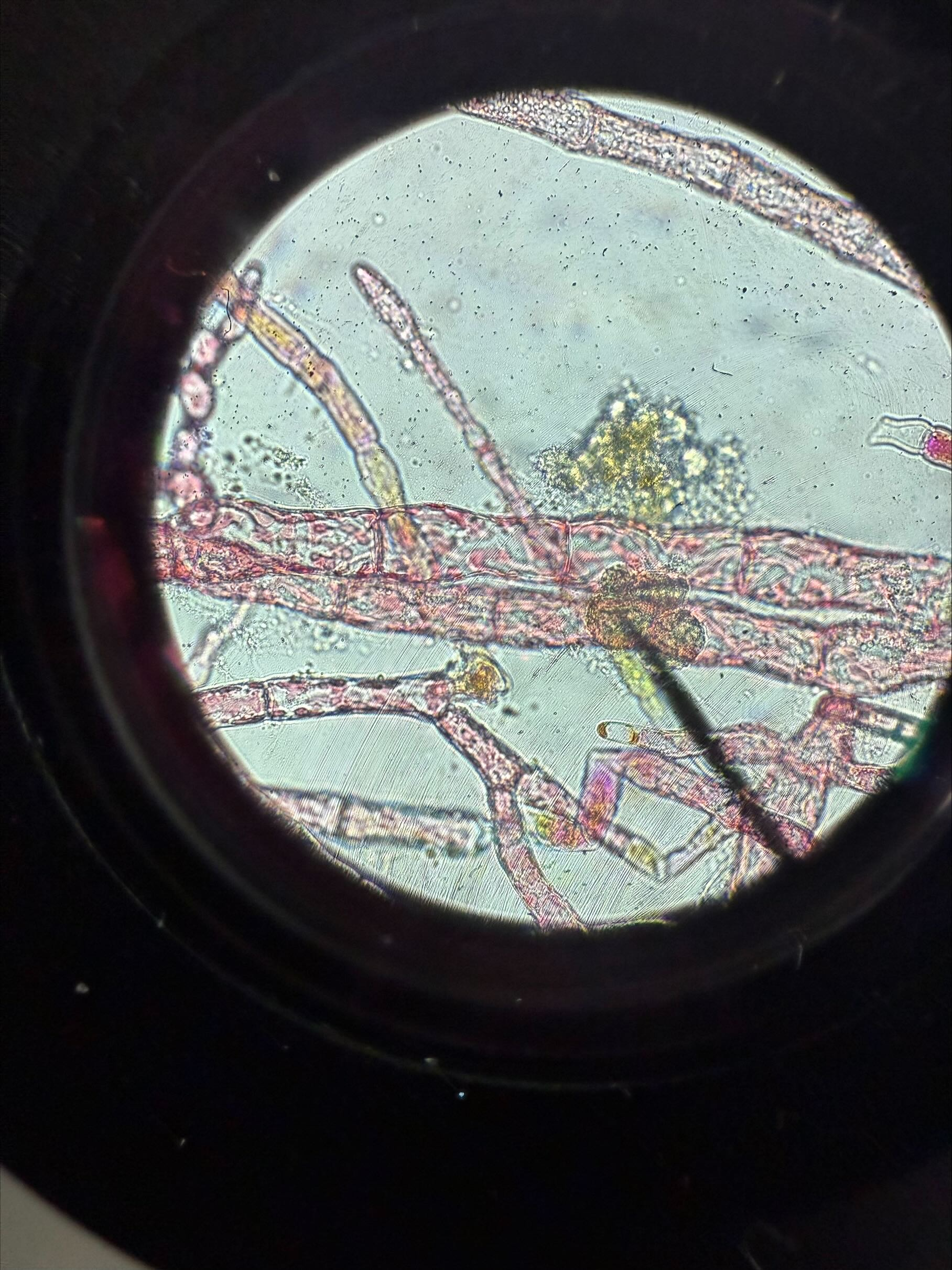 <p><span style="background-color: transparent;">Domain: Eukarya</span></p><p><span style="background-color: transparent;">Kingdom: Protista</span></p><p><span style="background-color: transparent;"> Phylum Rhodophyta</span></p><p>sporic</p><p>filamentous</p><p>carpogonia/tetrasporangia</p>