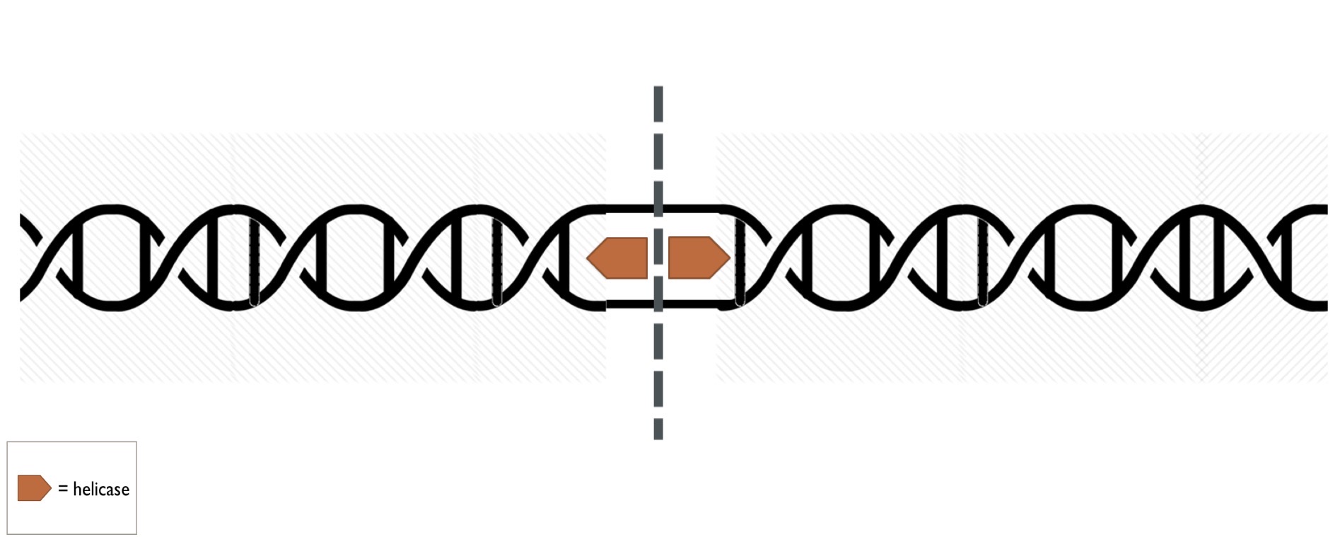 <p>an enzyme called what unzips DNA into single strands to prepare for DNA replication</p>