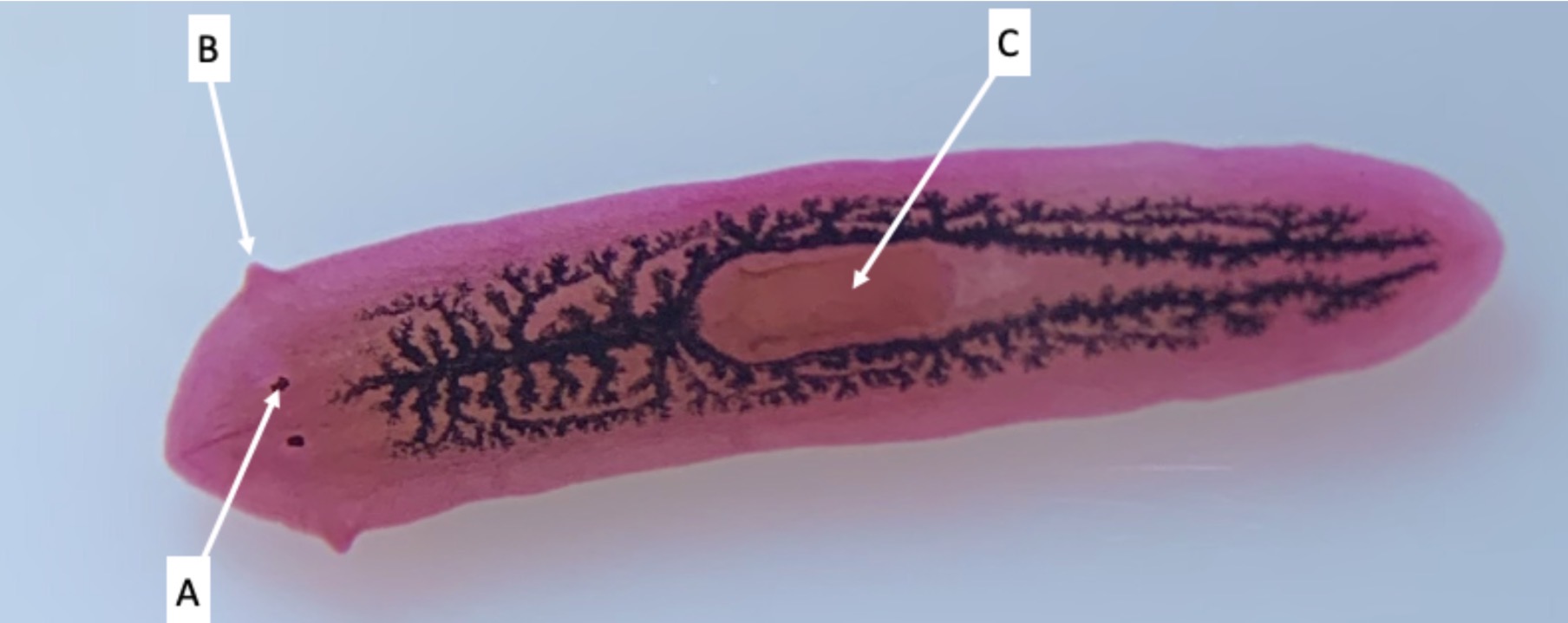 <p>Identify structure C</p>