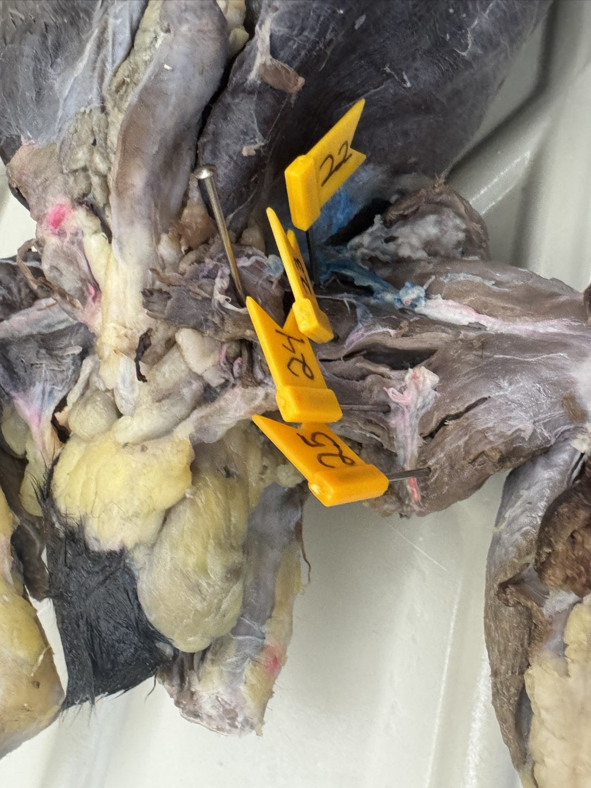 <p>Numbers:</p><p>22</p><p>23</p><p>24</p><p>25</p>