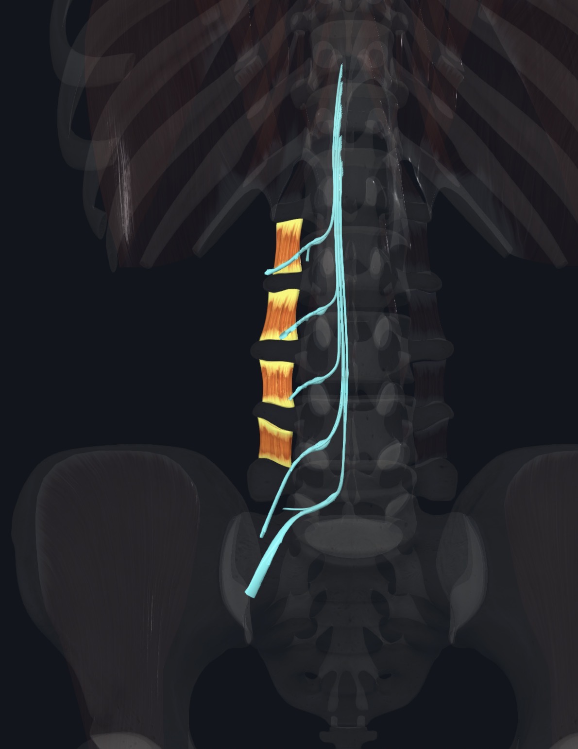 <p>Posterior and Anterior RAMI of spinal nerves</p>