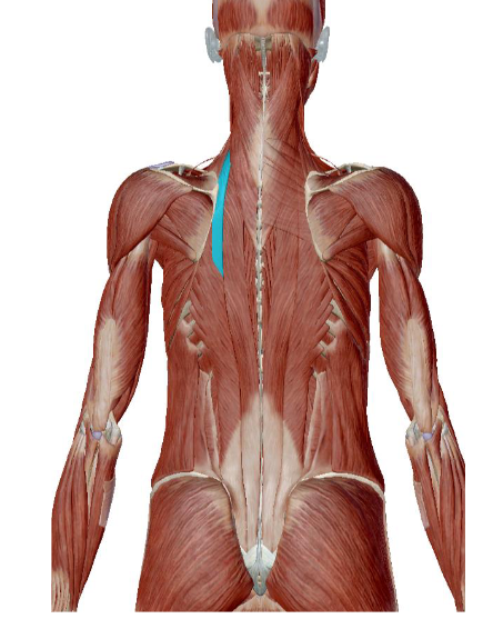<p>what muscle is this </p>