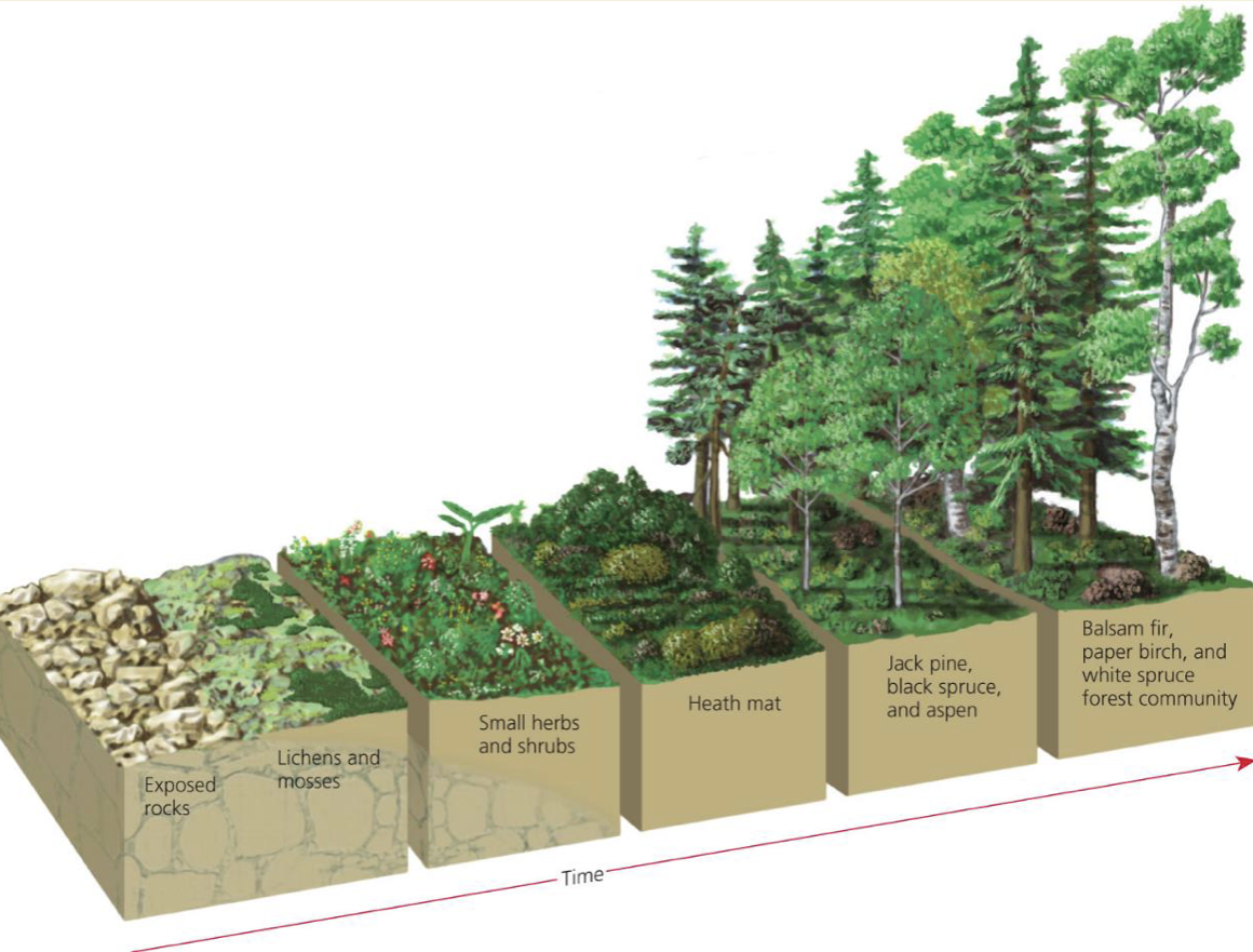 <p>Developmental sequence of communities on abiotic medium, terrain that never had life on it before (ex. lave)</p>