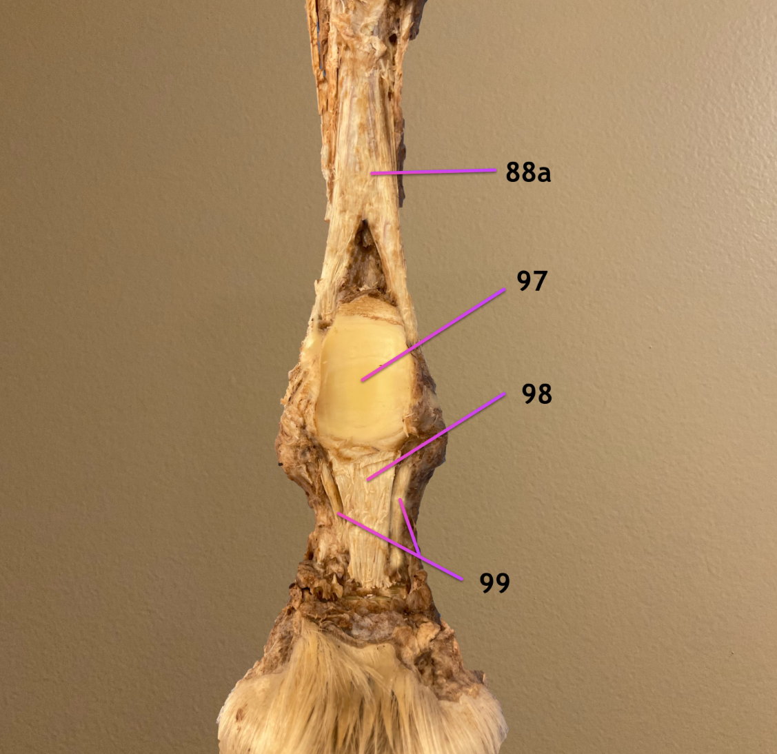 <p>plantar view of distal limb</p><p>.</p><p>label 88a, 97-99</p>