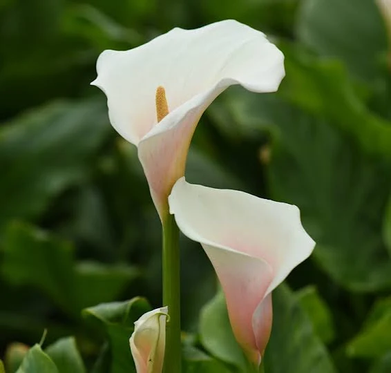 <p>flor cortada </p>