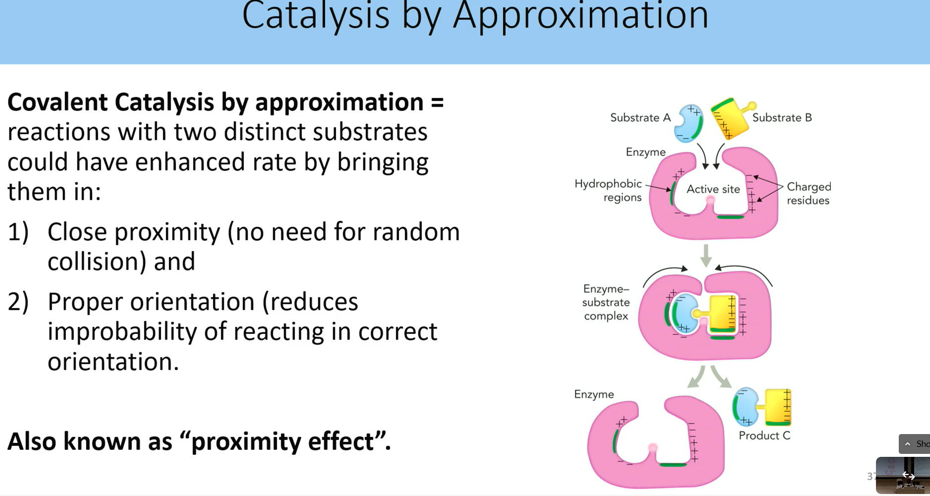 <p>reactions iwth two distinct substrates could have enhanced rate b bring them in:</p><ol><li><p>close proximinity (no need for random collision)</p></li><li><p>proper orientation (reduces imrpobability of reacting in correct orientation</p></li></ol><p>aka proximity affect</p><p></p>