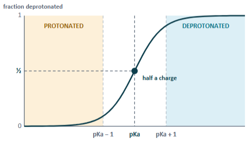 <p>pKa > pH by 1 or MORE → protonated</p><p>pKa = pKa → ½ charge</p><ul><li><p>Acidic → -½</p></li><li><p>Basic → +½ </p></li></ul><p>pKa < pH by 1 or MORE → deprotonated </p><p></p>
