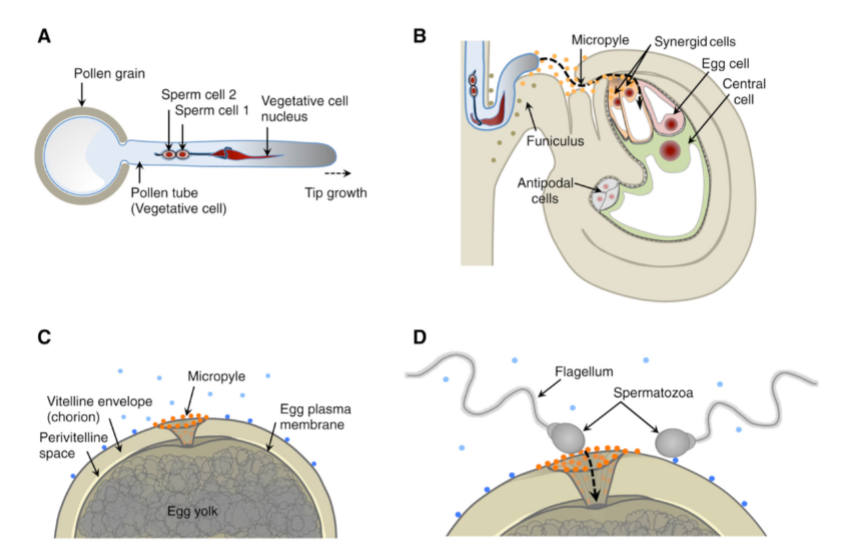 <p>Pollen lands on a flower and the <em>ovules </em>within the ovary (which is one of the structures the carpels generate) direct the growth of a single pollen tube to grow to an individual ovule. Ovules contain an egg and a couple of “polar nuclei” within the large central cell</p>