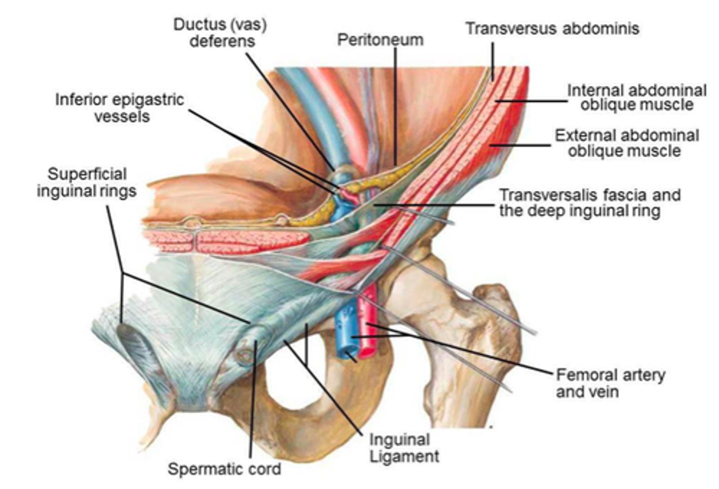 <p>triangular openings in the external oblique aponeurosis</p>