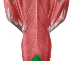 <p><span>aka upper esophageal sphincter</span><br><br><span>origin: cricoid</span><br><br><span>insertion: median raphe</span><br><br><span>innervation: CN X via pharyngeal plexus; external LN and RLN motor CN X</span><br><br><span>function: conform sphincter like tube</span></p>