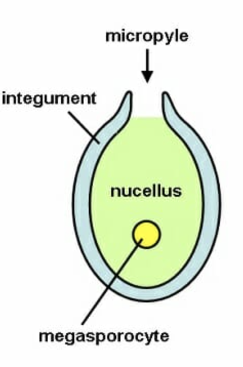 <p>Ovule inside ovary</p><p>Integuments - Protective layer</p><p>Micropyle - Small open for pollen tube entry</p><p>Nucellus - Tissue surround embryo sac</p>