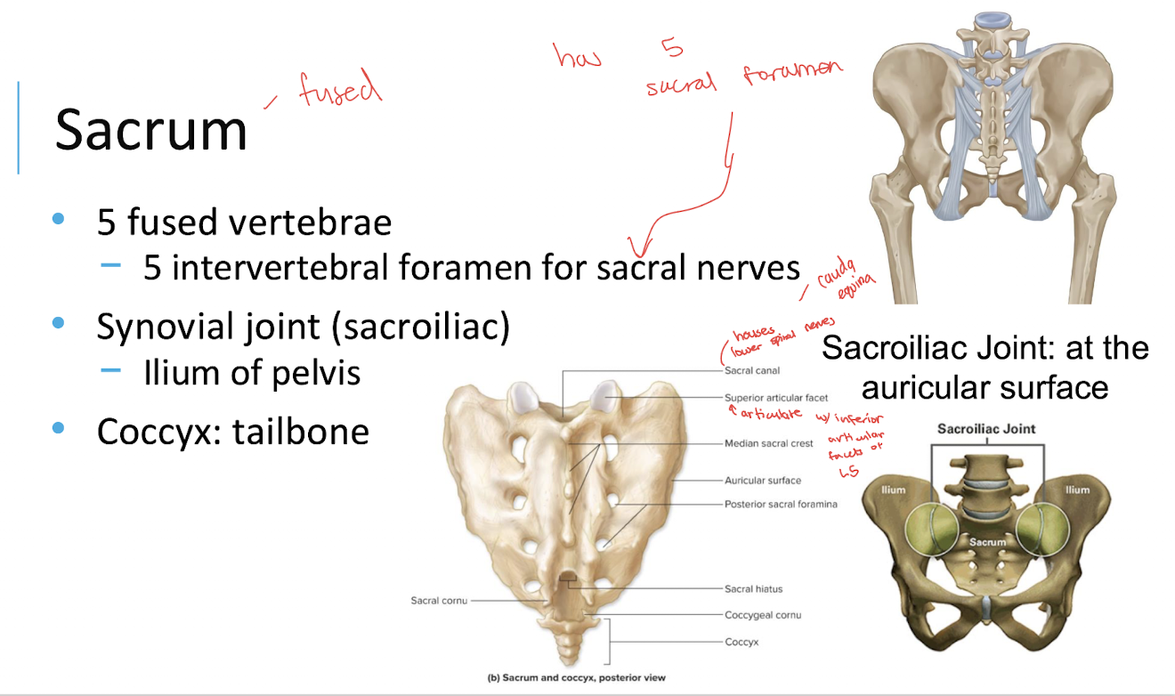 <p>Sacral nerves</p><ul><li><p>5 intervertebral foramen for sacral nerves</p></li></ul><p></p>
