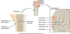 <p>periosteum</p>