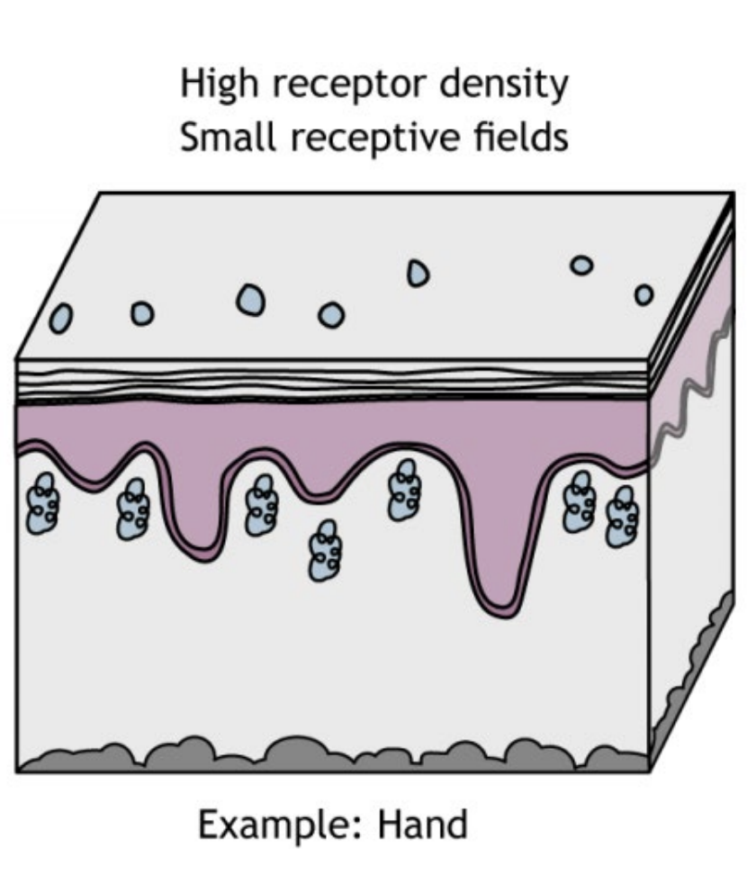 <p>Acuity describes <strong><em>how accurately</em></strong> our brains can understand a stimulus.</p><ul><li><p>Greater acuity with smaller, more numerous receptive fields, more accurate informations</p></li><li><p>Less accuracy with larger receptive fields (provide “coarse information” a.k.a rough information)</p></li></ul><p></p>