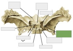 <p>Posterior view: This is the</p>
