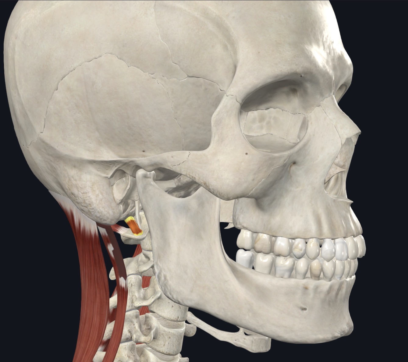 <p>Flexes head &amp; helps stabilizes it</p>
