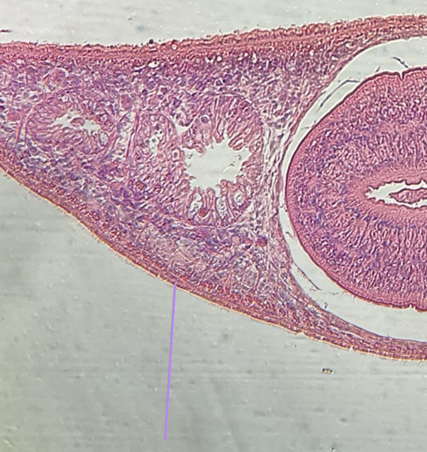 <p>What is this structure</p>