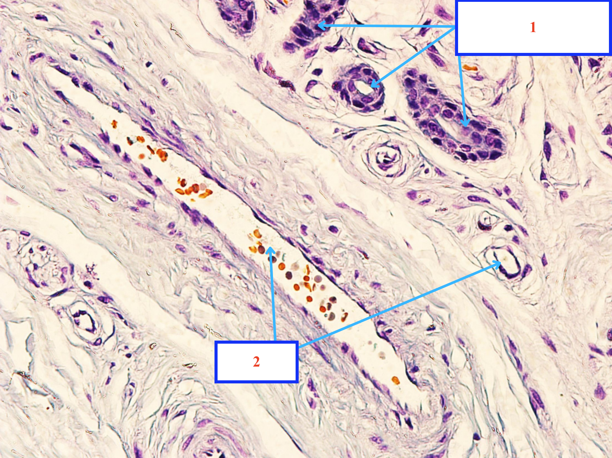 <p>Cấu trúc gì ? - Biểu mô gì ?</p>
