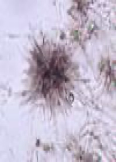 <ul><li><p>Typically seen in acidic urine.</p></li><li><p>Often seen in small clusters.</p></li><li><p>Not commonly found in dogs or cats but can be found in animals with liver disease.</p></li></ul><p></p>