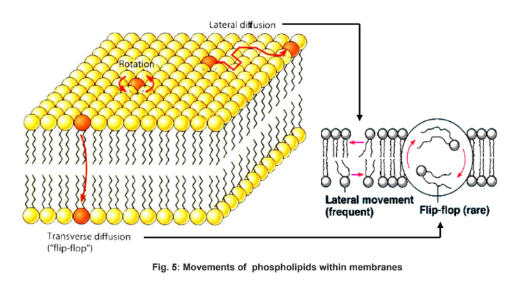 <p>Bonds in the membrane:</p><ul><li><p>The membrane comprises of phospholipid molecules which are <strong>held together primarily</strong> by <strong><u>hydrophobic interactions</u></strong> <strong>between </strong>the<strong> hydrophobic fatty acid tails</strong>.</p></li><li><p>As these are <strong>weak interactions</strong>, phospholipid molecules are <strong>free to move about laterally </strong>(slide left and right)</p></li><li><p>It is quite rare for the molecules to<strong> flip transversely </strong>across the membrane, switching from one phosphoplipid layer to the other. This is because the <strong>hydrophilic part of the molecule must cross the hydrophobic core</strong> of the membrane in order to do so</p></li></ul><p></p><p>The ability of the phospholipid molecules to move within the membrane accounts for the fluidity of the cell membrane.</p><p></p><p>Factors affecting Membrane Fluidity:</p><ol><li><p>Temperature</p></li><li><p>Length of fatty acid chains</p></li><li><p>Degree of saturation of fatty acid chains</p></li><li><p>Amount of cholesterol</p></li></ol><p></p>