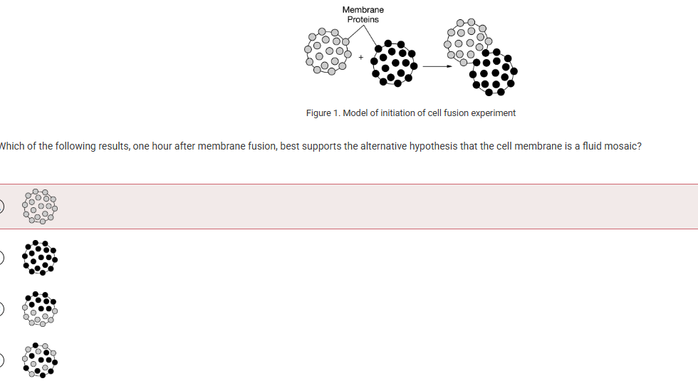 <p><span>Two competing hypotheses exist regarding the cell membrane structure. One hypothesis states that membrane structure is static and membrane components throughout the bilayer are rigidly bound. Alternatively, the other hypothesis states that cell membranes are a fluid mosaic in which membrane components may drift within the bilayer around the surface of the cell. An experiment is set up in which membrane proteins of two different cells are fluorescently labeled with two different colors and then fused as shown in Figure 1.</span></p><p>Which of the following results, one hour after membrane fusion, best supports the alternative hypothesis that the cell membrane is a fluid mosaic?</p><p><br></p>