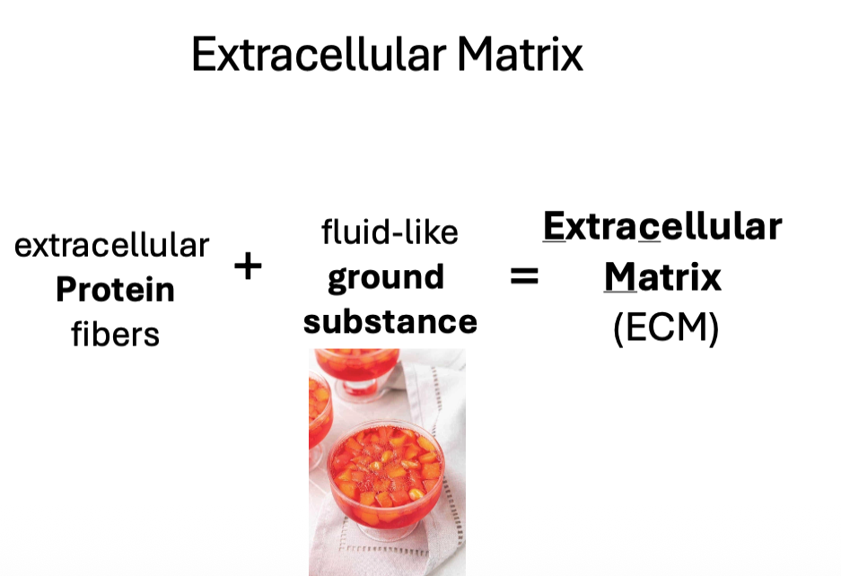 <p><span>Extracellular Matrix (ECM)</span></p>