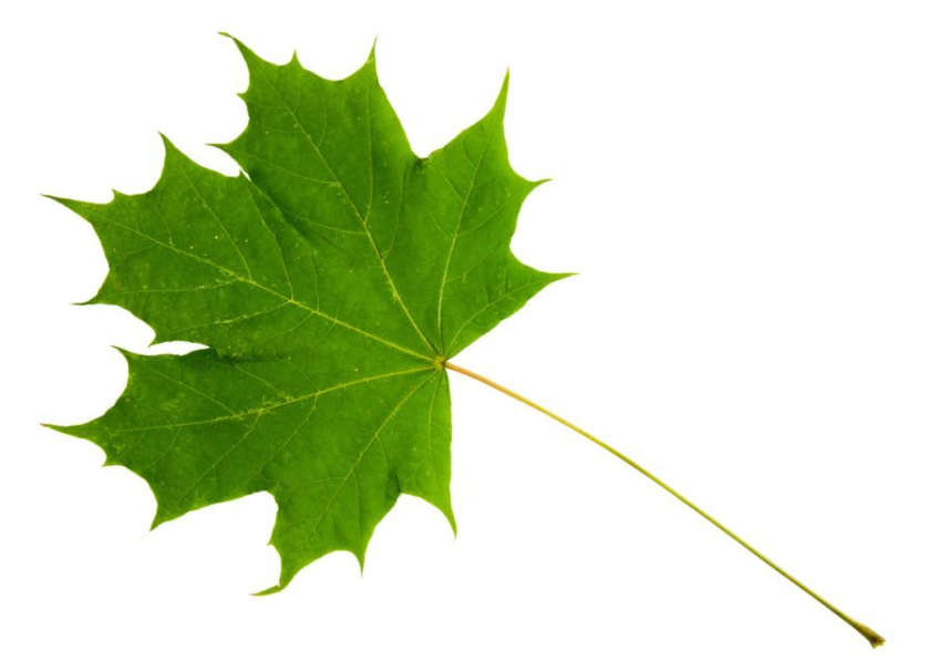 <p>Acer leaf traits</p>