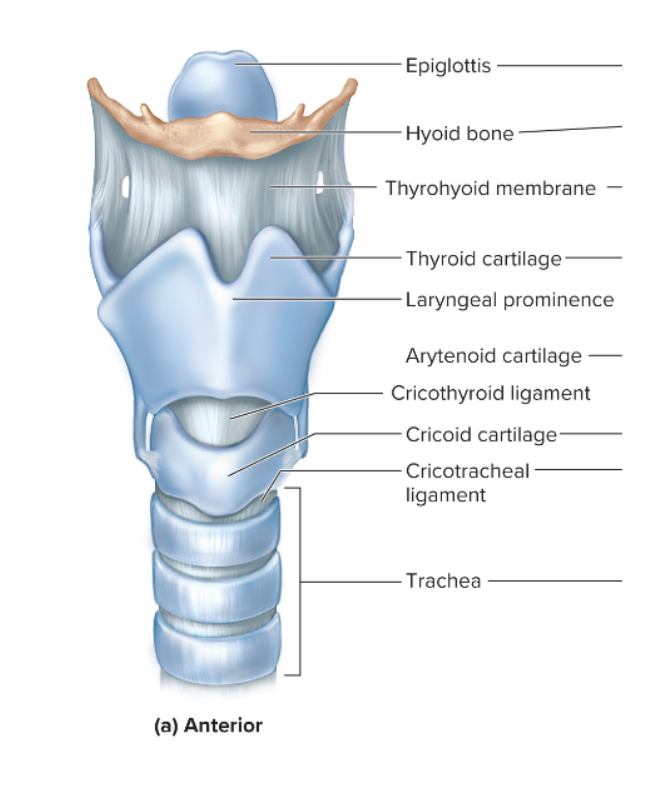 <p>shield-shaped, largest laryngeal cartilage; contains laryngeal prominence (Adam’s apple)</p>