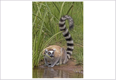 <p> What is the infraclass of the animal shown?</p>