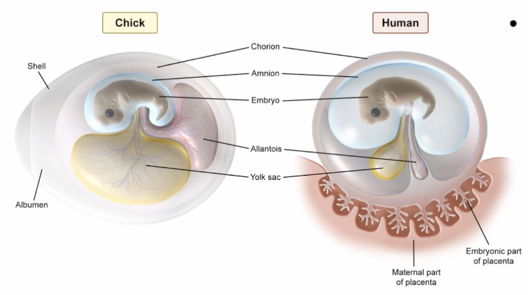 <p>Doesn’t contain yolk. Functions temporarily until the placenta forms, providing early nutrients and serving as the first site of blood cell formation</p>