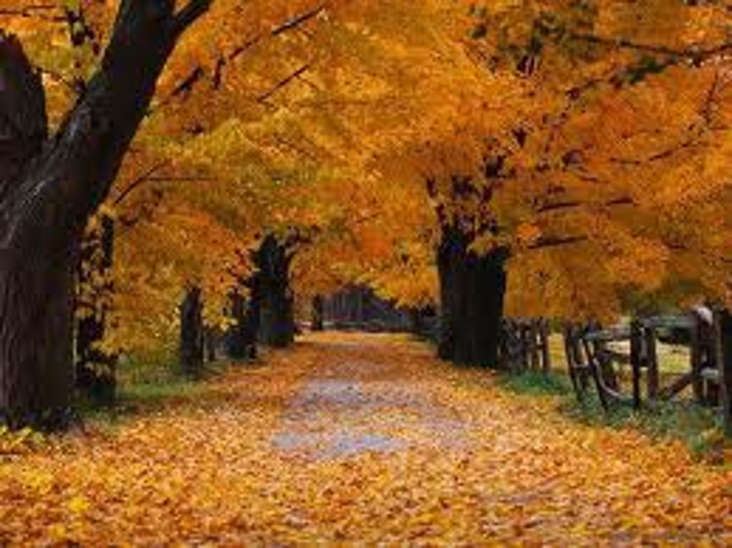 <p>autumn</p>